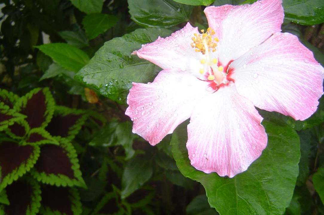 Hibiskus Casa Phönix Annex Isla Verde