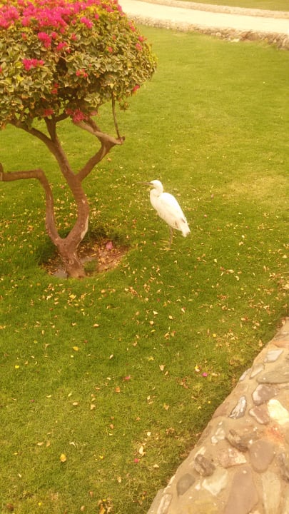 Super gepflegter Rasen Three Corners Equinox Beach Resort