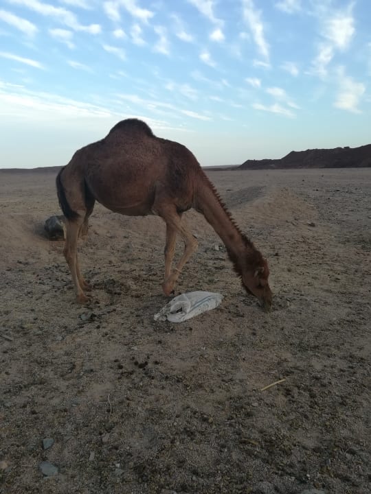 Sonstiges Three Corners Sea Beach Resort