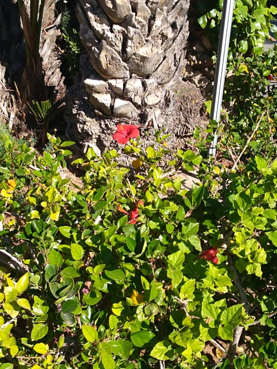 Gartenanlage Marhaba Royal Salem