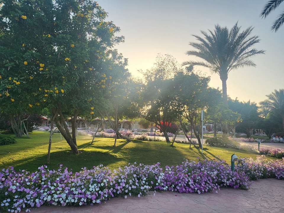 Gartenanlage Desert Rose
