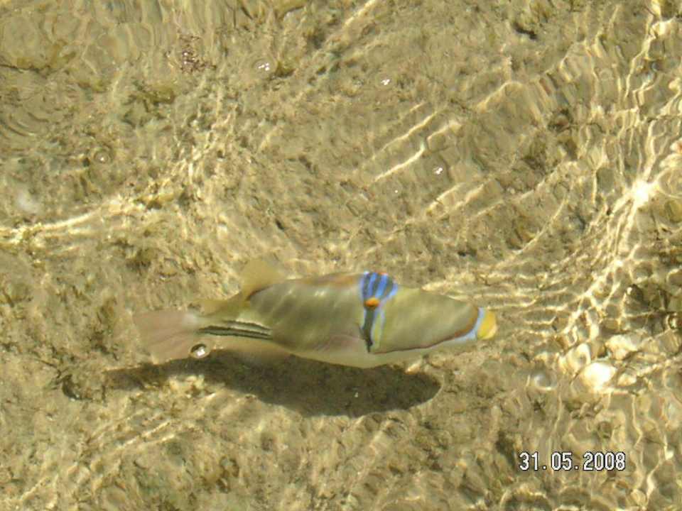 Das ist unser Lieblingsfisch Hotel Hauza Beach Resort