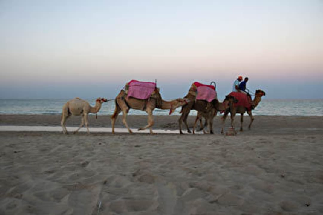 Abendidylle am Strand vom Fiesta Beach Djerba Hotel Fiesta Beach Djerba