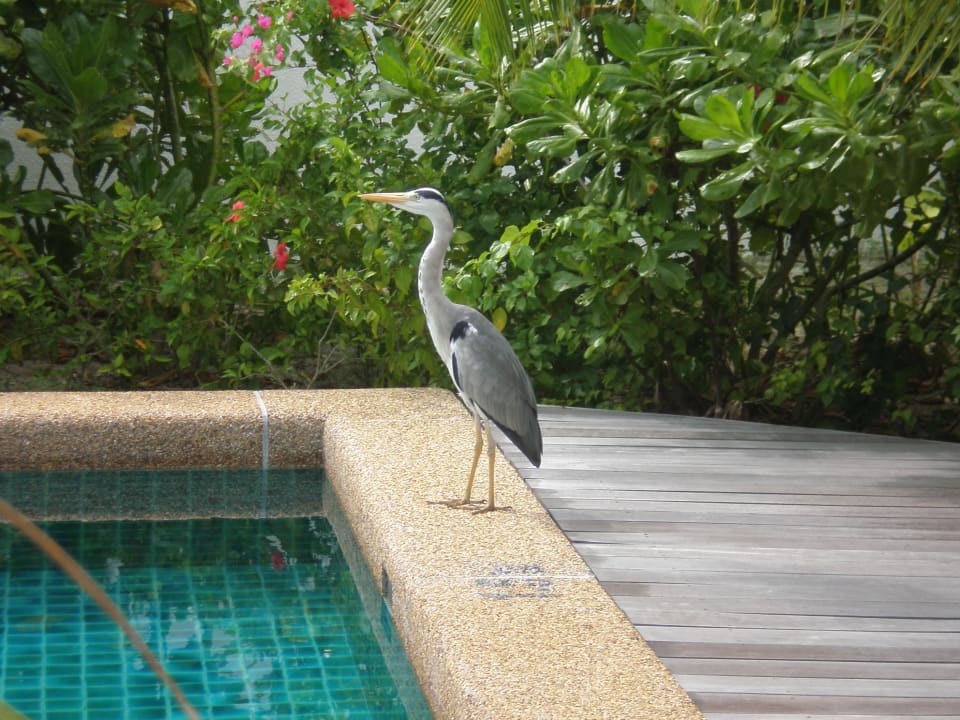 Gast im Garten Kuredu Island Resort & Spa