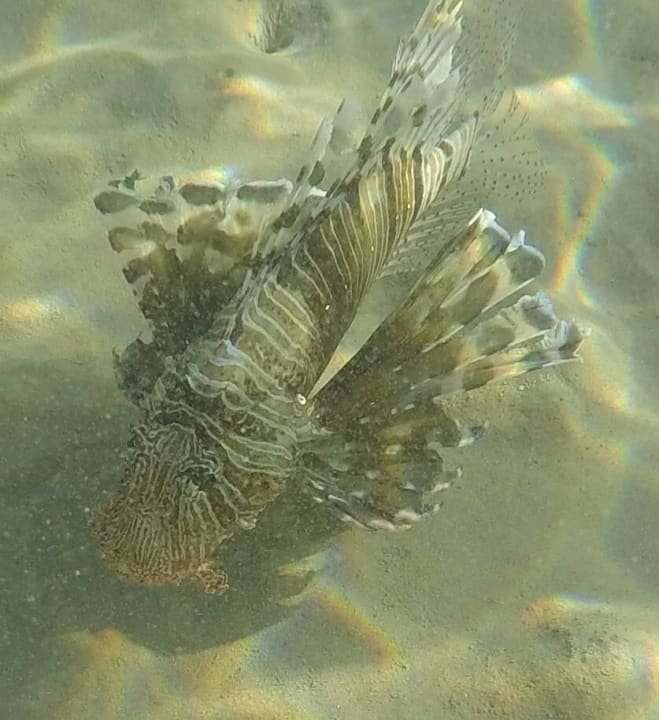 Feuerfisch Old Palace Resort Sahl Hasheesh