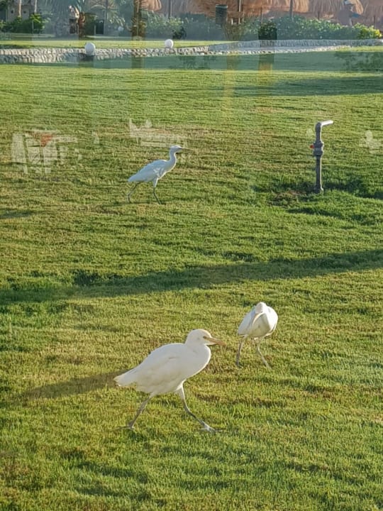 Sonstiges Three Corners Sea Beach Resort