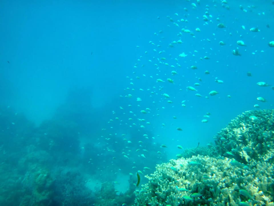 Unterwasserwelt Cinnamon Hakuraa Huraa Maldives