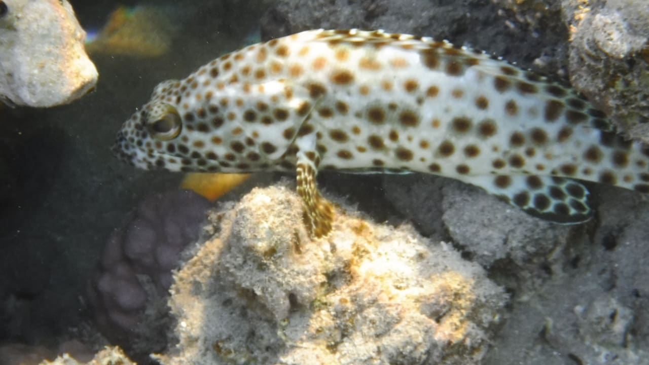 Sport & Freizeit Malikia Resort Abu Dabbab