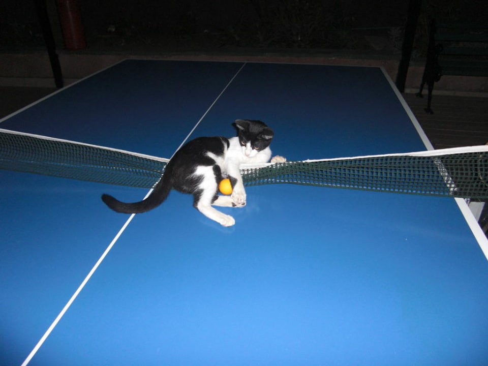 Tischtennis mit Katze Green Paradise Beach Hotel