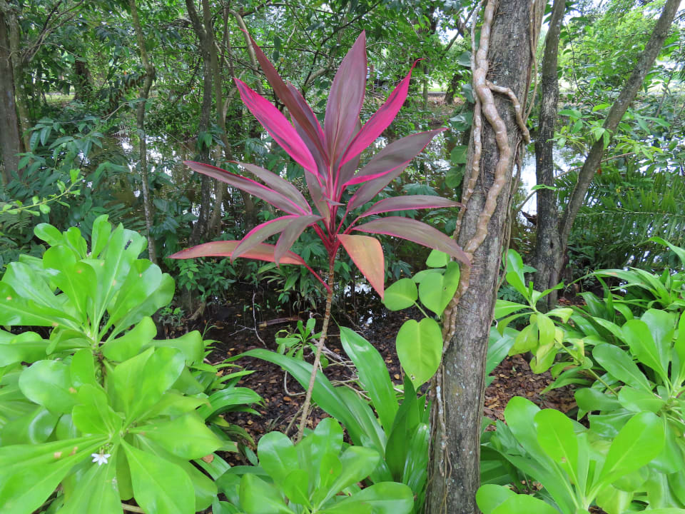 Gartenanlage Viva Heavens by Wyndham - All Inclusive Resort