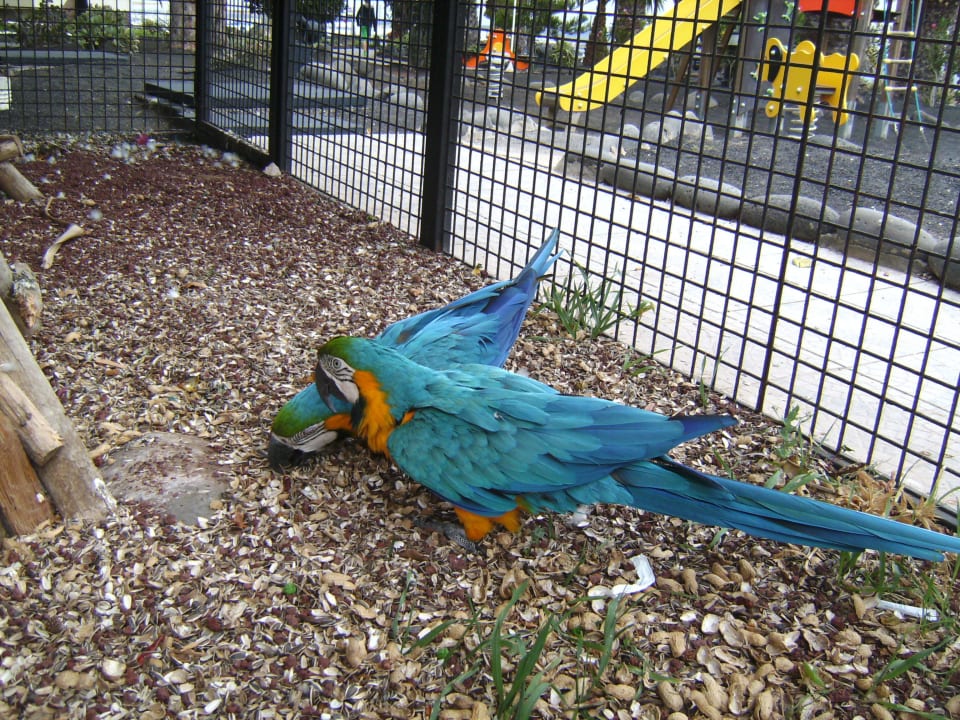 Gehege mit 2 Papageien im Hotelgarten Dreams Lanzarote Playa Dorada Resort & Spa