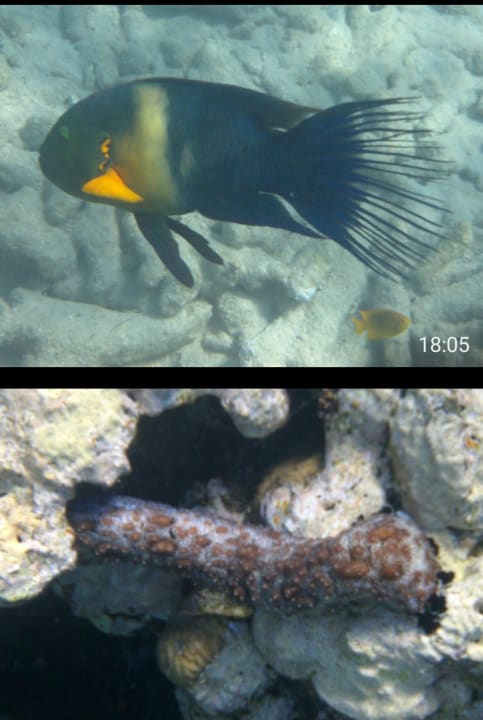 Strand Makadi Spa - Adults only