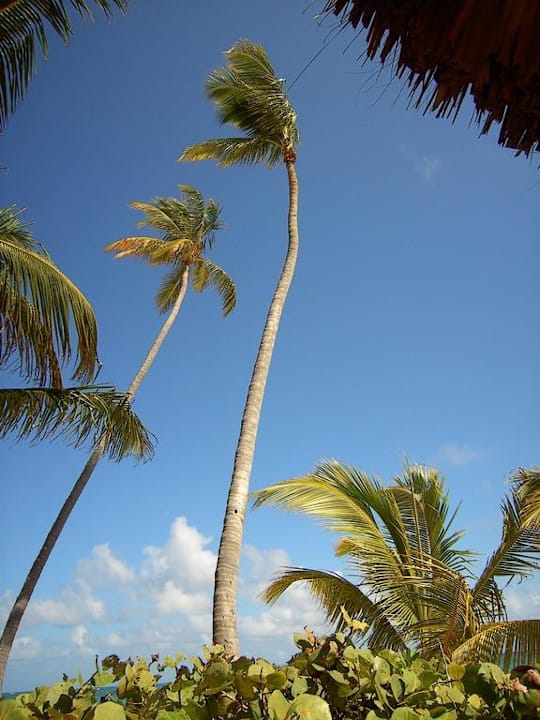 Hotel Grand Palladium Palace Resort, Spa & Casino Hotel Grand Palladium Palace Resort, Spa & Casino