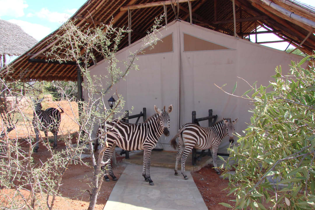 Zebras outside the room  Man Eaters Camp/Lodge