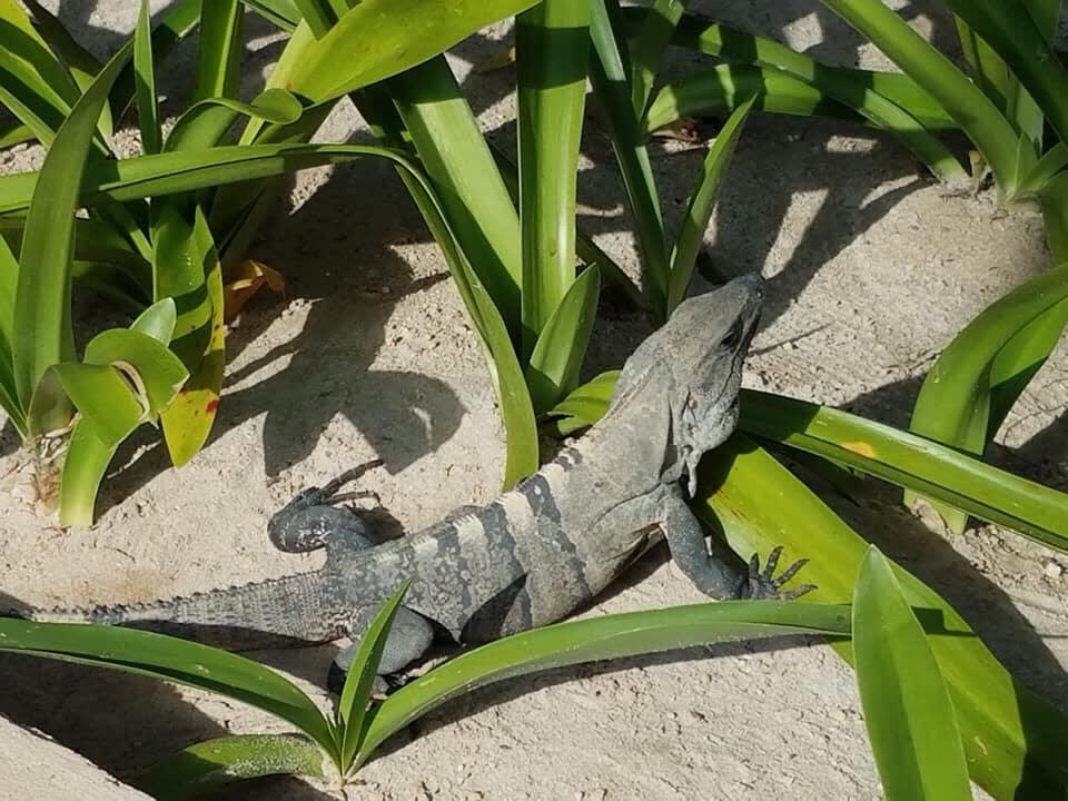 Haustier Akumal Bay Beach & Wellness Resort