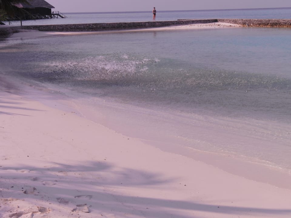 Haie und Makrelen auf der Jagd Veligandu Maldives Resort Island