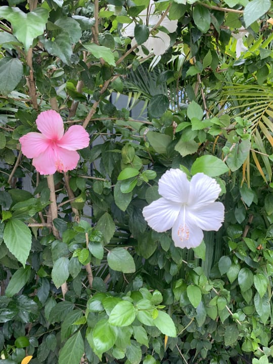 Gartenanlage Sunscape Puerto Plata