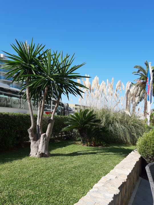 Gartenanlage allsun Hotel Bahia del Este