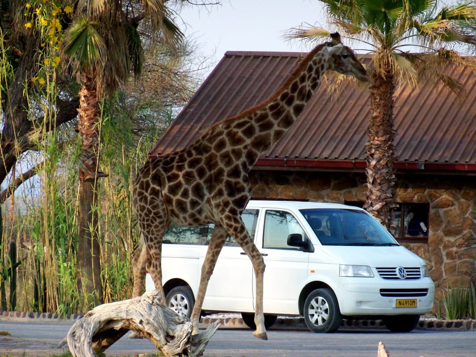 Oskar, Begrüßung zum Frühstück Hotel Epako Game Lodge
