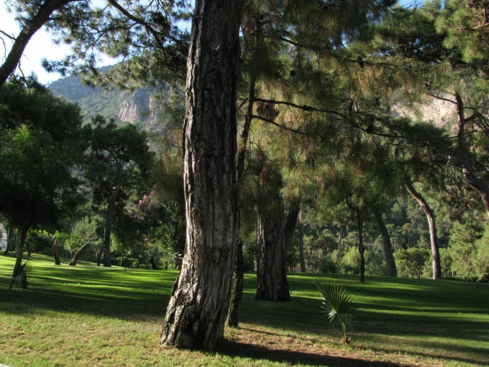 Garten Liberty Lykia