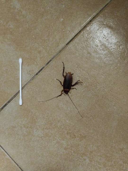 Zimmer Bungalows Cordial Sandy Golf