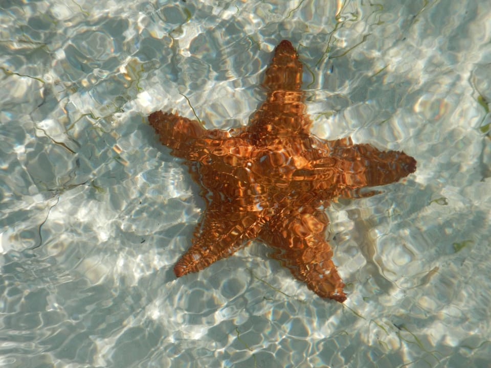 Strandfund Hotel Cayo Largo del Sol