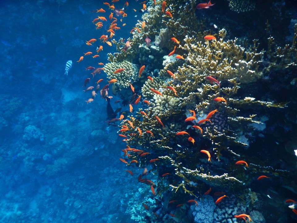 Sport & Freizeit Steigenberger Resort Alaya Marsa Alam - Red Sea - Adults only