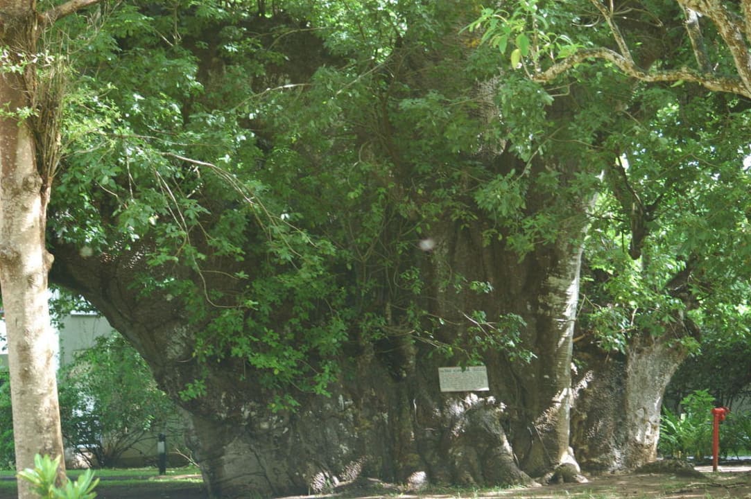 Ältester Baobab  Hotel Papillon Lagoon Reef