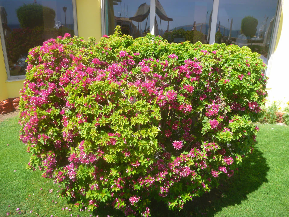 Alles blüht SUNRISE Holidays Resort (Adults Only)