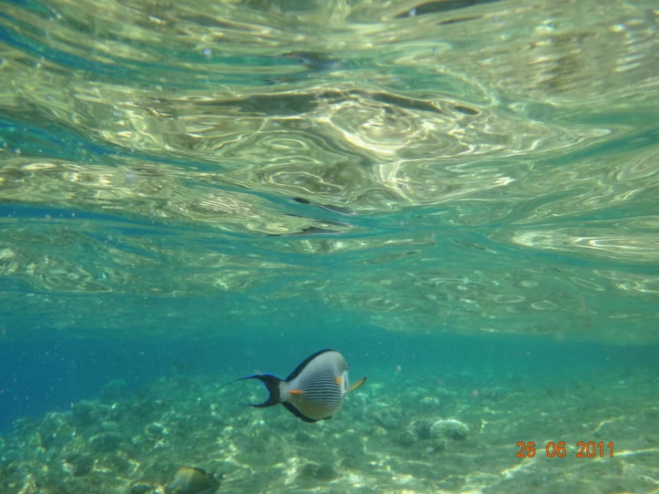 Unterwasser The Grand Hotel Sharm El Sheikh