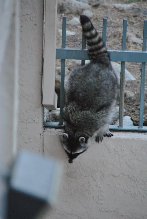 Waschbär Hotel Yosemite View Lodge