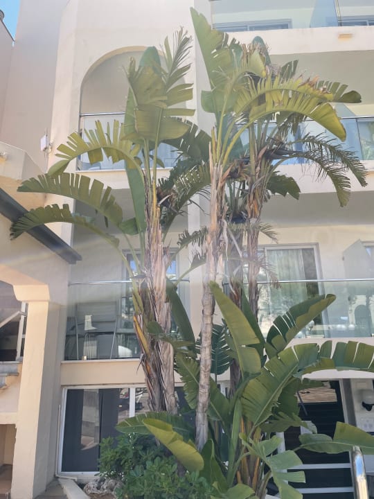 Außenansicht Grupotel Alcudia Pins