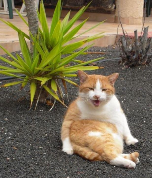 "Lachender" kater vor dem Zimmer SBH Hotel Royal Monica