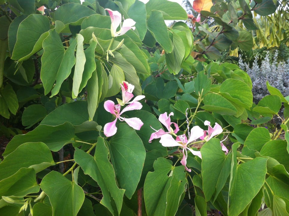 Orchideenbaum Don Genaro Apartments