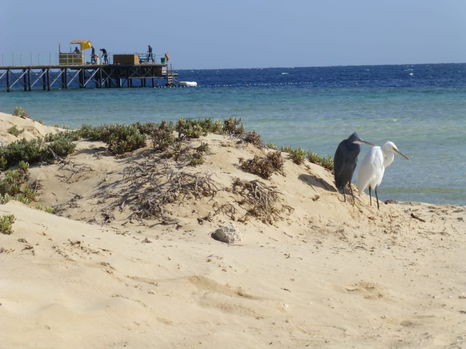 Ebony & Ivory Hotel Gorgonia Beach Resort