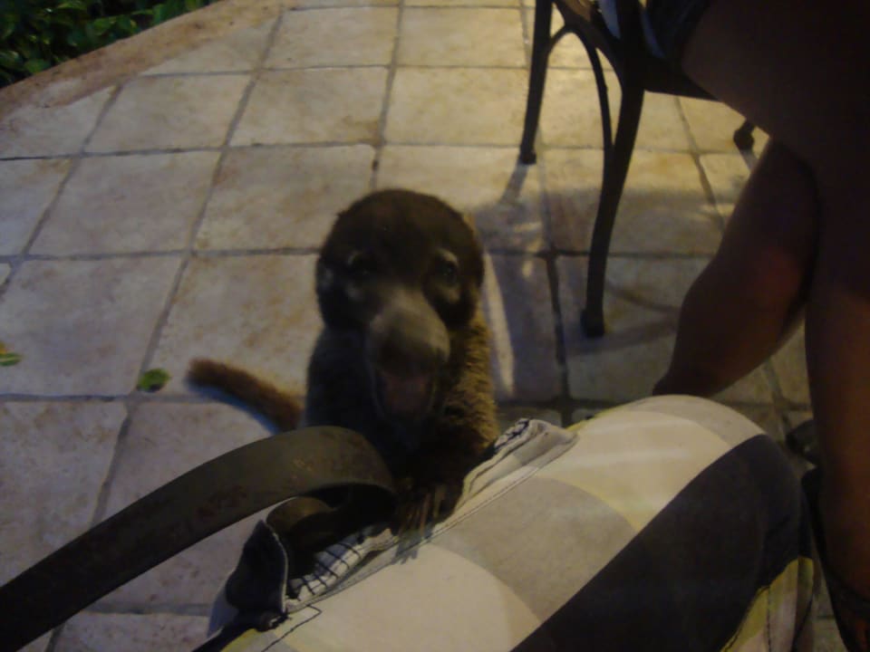 Hotel Catalonia Playa Maroma Catalonia Playa Maroma