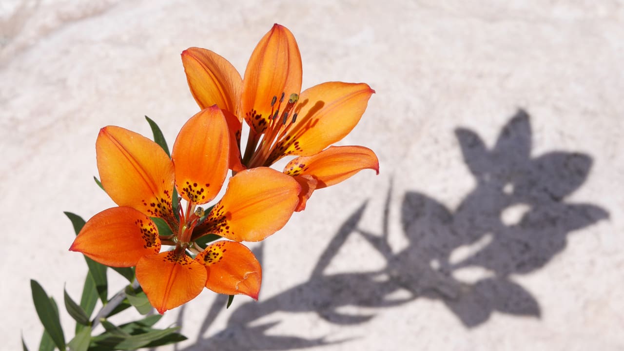 Gartenanlage Aurum Lodge and cottage