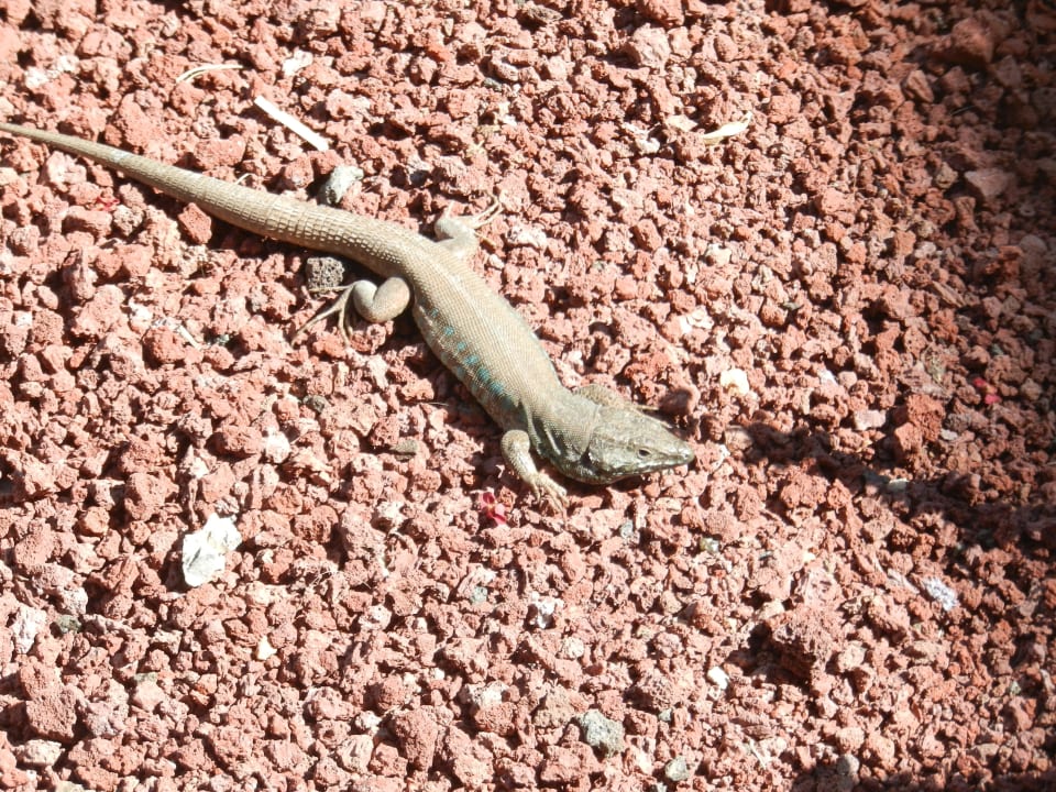 Gekkos Hotel Las Costas