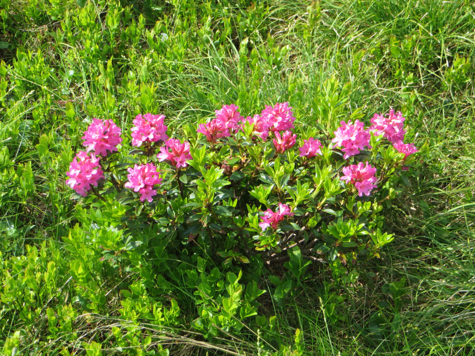Gartenanlage Alpin-Ferienwohnungen Hochzillertal