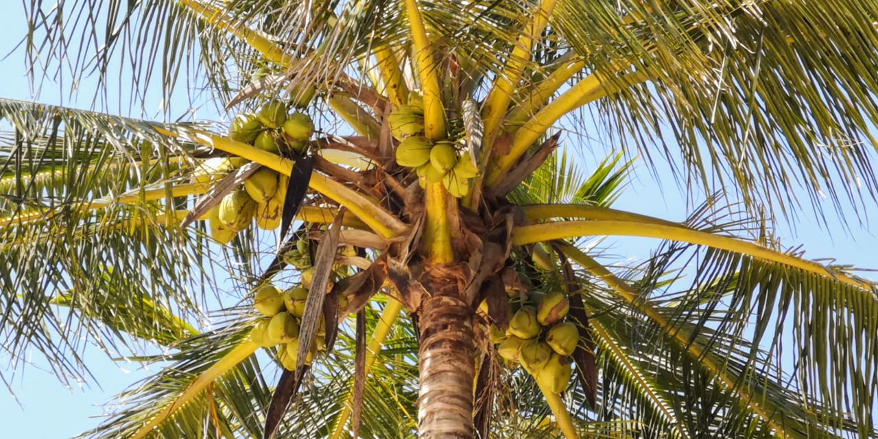 Sonstiges Hotel Pinewood Beach Resort & Spa