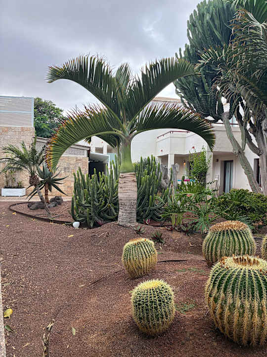 Gartenanlage Alua Suites Fuerteventura