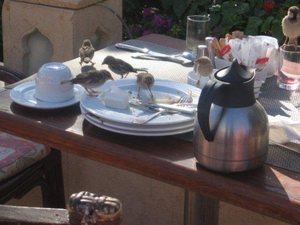 Spatzen Sierra Sharm El Sheikh