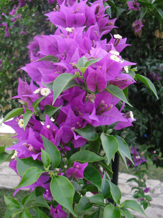 Schön Bella Resort & Spa