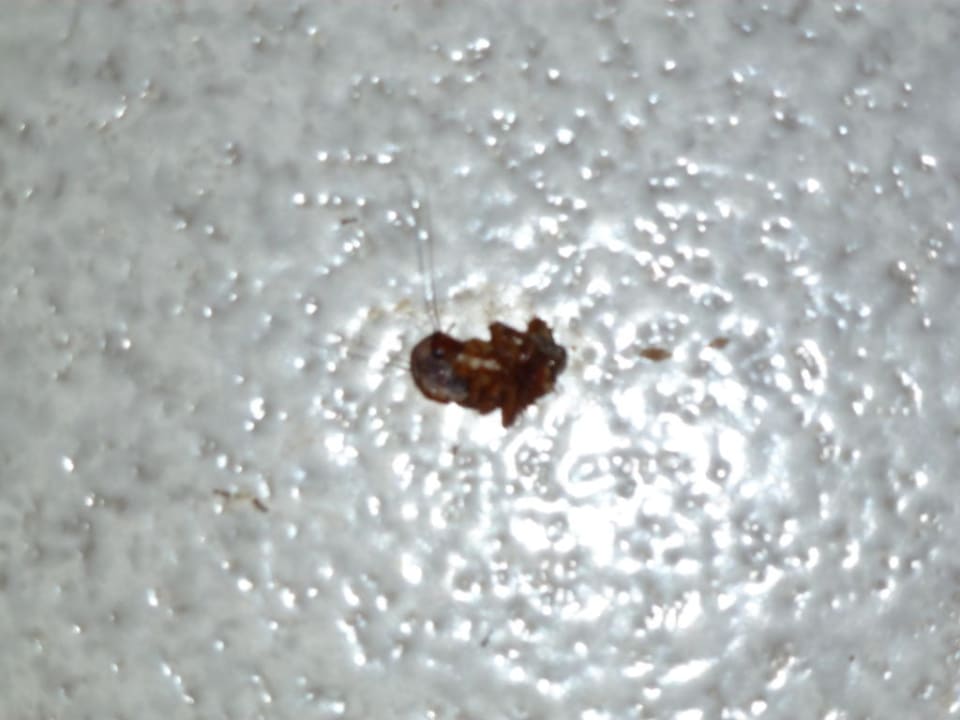 Kakalaken Hotel Green Ocean