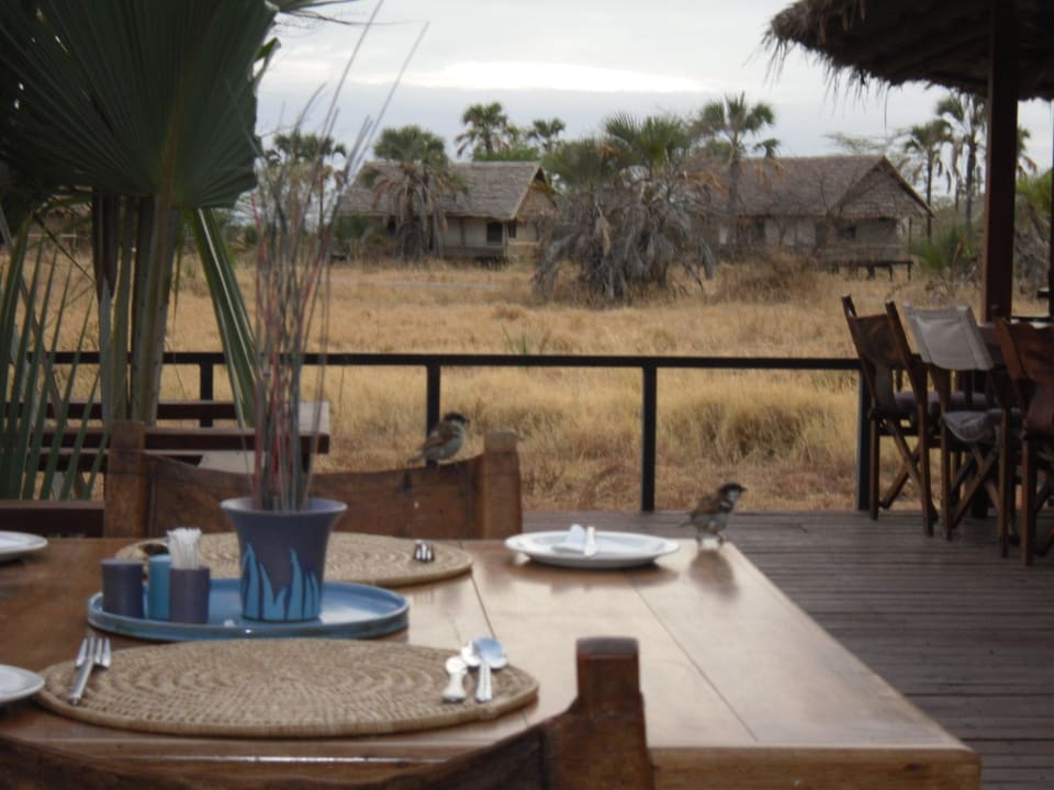 Die frechen Vögel  Maramboi Tented Camp