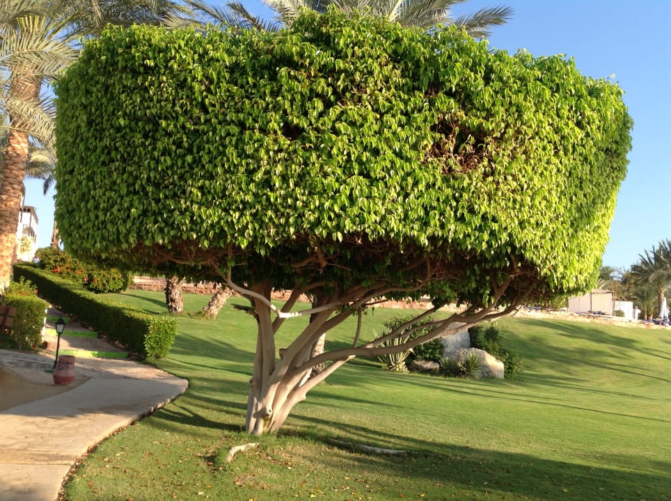 Gartenanlage Steigenberger Coraya Beach - Adults only