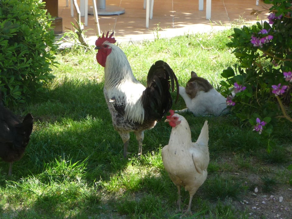 Haustiere Seaden Sea World Resort & Spa