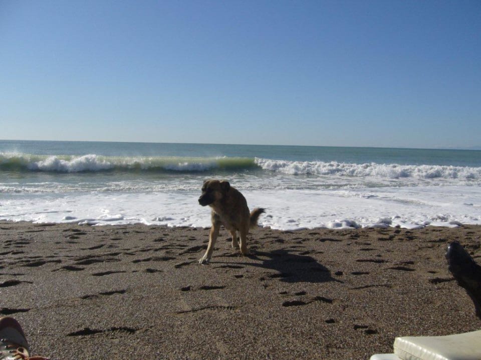 Streunender Hund Seaden Sea World Resort & Spa