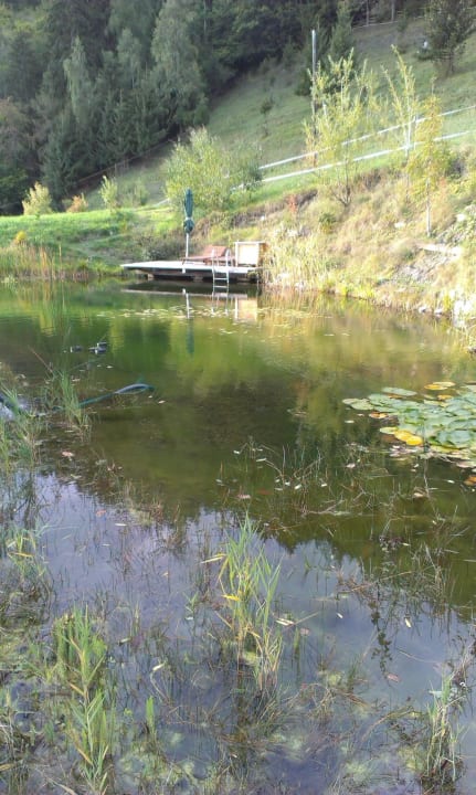 Schwimmteich LUXGUT - OLIVIA