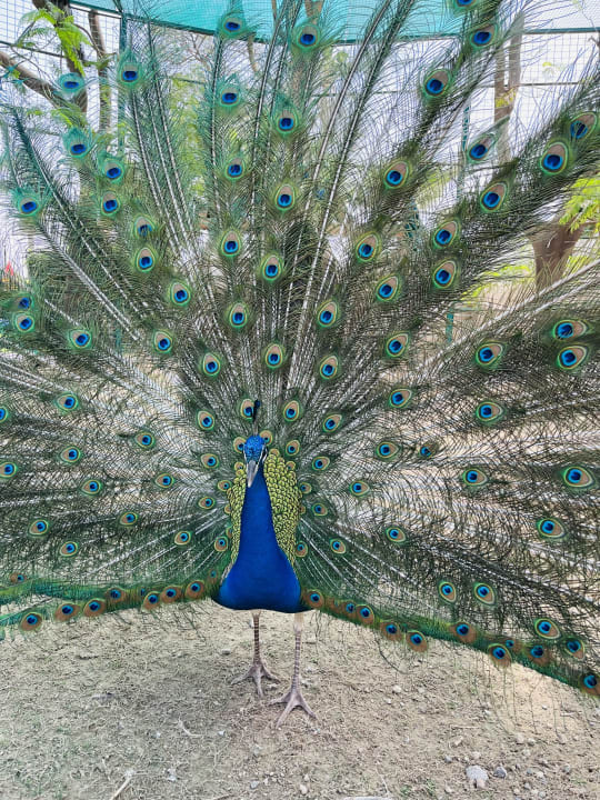 Gartenanlage Grand Hyatt Dubai